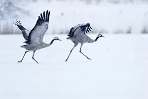 Images Dated 13th March 2013: Two cranes -Grus grus- on a snow-covered field before taking off, North Hesse, Hesse, Germany