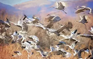 Vicki Jauron Wildlife Photography Prints: Cranes and Snow Geese Flocks in Flightat Bosque Del Apache, New Mexico