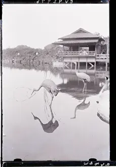Serenity Prints: Cranes in Water at Botanical Gardens
