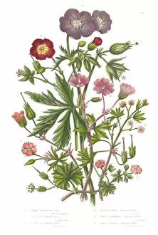 Images Dated 22nd June 2015: Cranesbill and Geranium Victorian Botanical Illustration
