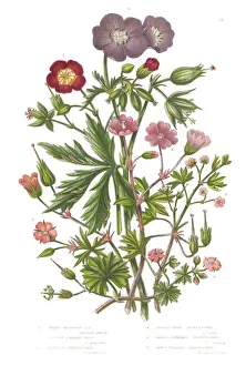 Cranesbill and Geranium Victorian Botanical Illustration