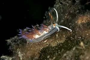 Mollusca Collection: Cratena slug -Cratena peregrina-, Mediterranean Sea, Croatia