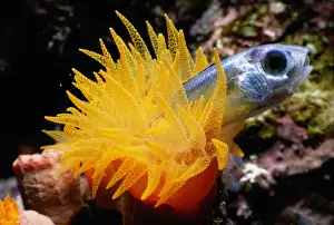 Crater cup coral (Tubastrea sp. ) eating silverside fish
