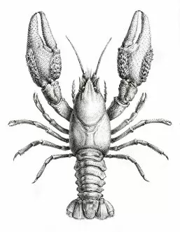 Images Dated 5th June 2015: Crawdad engraving 1870