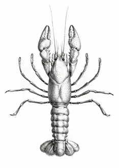 Images Dated 5th June 2015: Crawfish engraving 1870