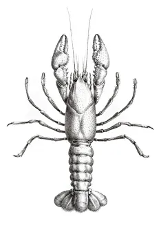 Images Dated 5th June 2015: Crawfish engraving 1870