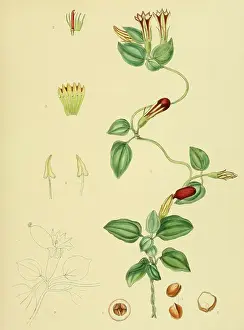 Crawfurdia japonica, native to Southeast Asia, Sri Lanka, digitally restored historical colour print from 1893