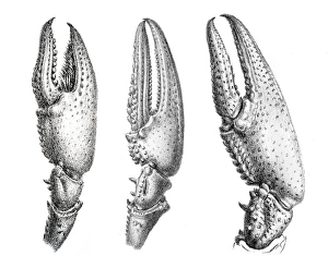 Images Dated 5th June 2015: Crayfish claws engraving 1870