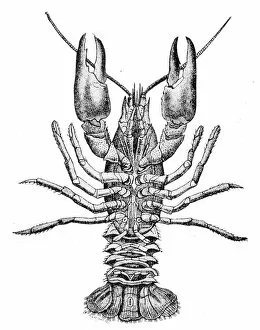 Images Dated 31st July 2016: Crayfish engraving 1888