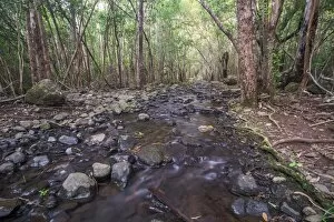 Images Dated 22nd June 2014: Creek in the forest, Black River Gorges National Park, Chamarel, Mauritius