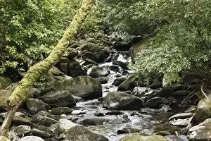Creek near Torc Waterfall, Killarney National Park, County Kerry, Ireland, British Isles, Europe