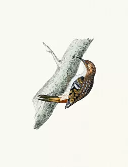 The History of British Birds by Morris Gallery: Creeper bird