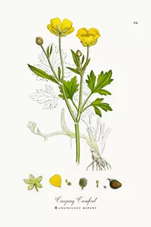 Images Dated 23rd September 2017: Creeping Crowfoot, Ranunculus repens, Victorian Botanical Illustration, 1863