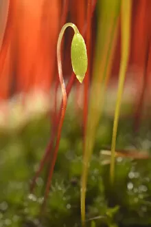 Images Dated 30th March 2013: Creeping feather-moss -Amblystegium serpens-, sporophyte with seta and capsule, Stuttgart
