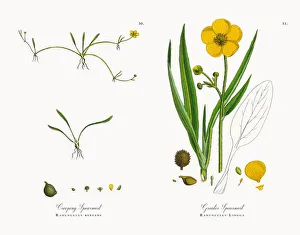 Images Dated 9th November 2017: Creeping Spearwort, Ranunculus reptans, Victorian Botanical Illustration, 1863