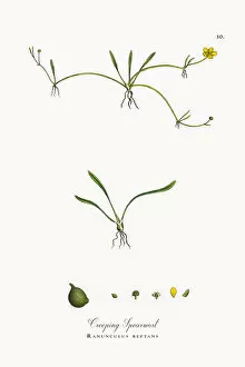 Images Dated 23rd September 2017: Creeping Spearwort, Ranunculus reptans, Victorian Botanical Illustration, 1863