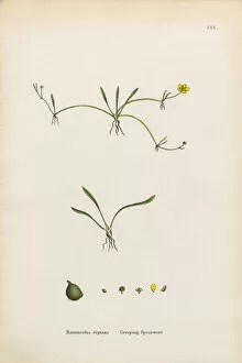 Images Dated 5th January 2017: Creeping Spearwort, Ranunculus reptans, Victorian Botanical Illustration, 1863