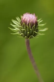 Images Dated 18th July 2009: Creeping Thistle -Cirsium arvense-