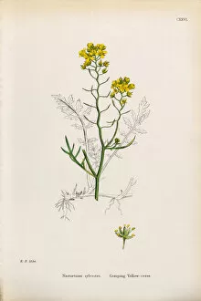 Images Dated 25th January 2017: Creeping Yellow Cress, Nasturtium Sylvestre, Victorian Botanical Illustration, 1863