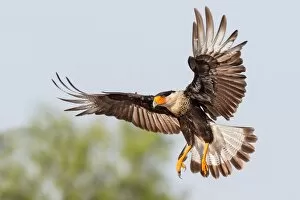 On The Move Gallery: Crested Caracara