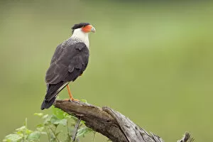 Images Dated 27th June 2015: Crested Caracara