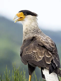 Images Dated 27th August 2016: Crested Caracara (Polyborus plancus), portrait with their feathers fluttering in the wind