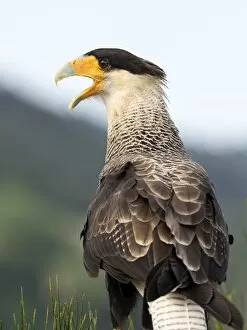 Images Dated 27th August 2016: Crested Caracara (Polyborus plancus), Pyrenees, France