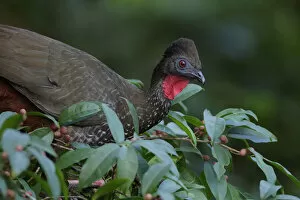 Images Dated 7th September 2017: Crested Guan