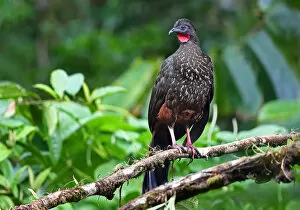 Images Dated 13th January 2015: Crested Guan (Penelope purpurascens) Costa Rica