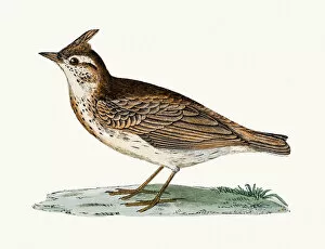The History of British Birds by Morris Collection: Crested Lark bird