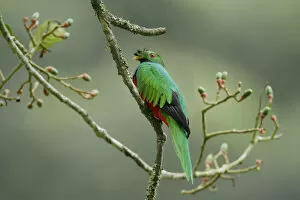 Images Dated 19th February 2017: Crested Quetzal (Pharomachrus antisianus)