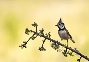 Crested Tit, bird of the species (Lophophanes cristatus ), of the family Paridae, perched on a branch with flower buds