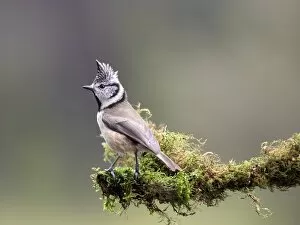 Crested Tit (Lophophanes cristatus), standing on a branch of tree with lichens. Spain, Europe