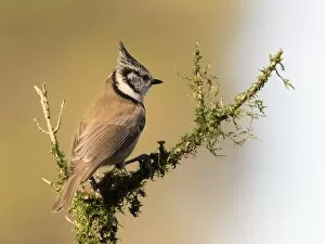Images Dated 6th November 2016: Crested Tit (Lophophanes cristatus), standing on a branch of tree with lichens. Spain, Europe