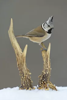 Images Dated 21st January 2013: Crested Tit -Lophophanes cristatus- perched on deer antlers in the snow