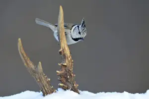 Prints of Crested Tit -Lophophanes cristatus- perched on deer antlers in the snow, Swabian Alb biosphere reserve, Baden-Wurttemberg, Germany Bernd Zoller Bird Prints: Crested Tit -Lophophanes cristatus- perched on deer antlers in the snow