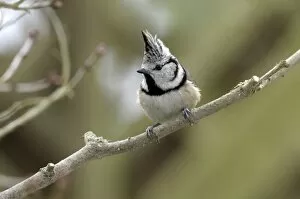 Images Dated 20th February 2010: Crested Tit -Parus cristatus-