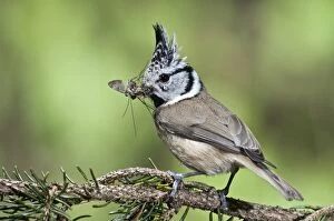 Images Dated 2nd May 2012: Crested Tit -Parus cristatus-, male bringing food, Untergroeningen, Baden-Wuerttemberg, Germany