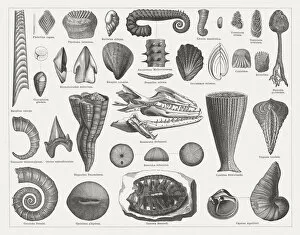 Snail Gallery: Cretaceous fossils, wood engravings, published in 1877
