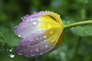 Images Dated 10th May 2013: Cretan tulip -Tulipa saxatilis-, flower with water droplets, Eckental, Middle Franconia, Bavaria