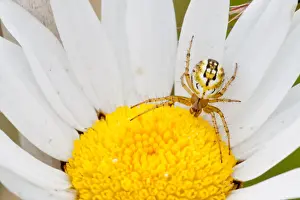 Araneae Prints: Cricket-bat Orb-weaver Spider -Mangora acalypha- on an Ox-eye Daisy -Leucanthemum vulgare