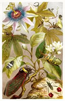 Images Dated 2nd March 2017: Cricket insect Chromolithograph 1884