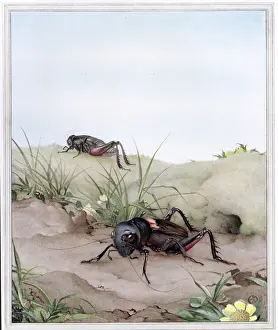 Prints of Illustration (by EJ Detmold) depicts crickets, 1921. It originally appeared in book Jean-Henri Fabre's book Fabre's Book of Insects, published by New York-based Dodd, Mead and Company Transcendental Graphics Prints: Crickets From Fabre's Book Of Insects