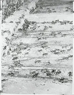 Entomology Prints: Crickets Feasting on Wheat Stalks