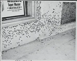 Disgust Prints: Crickets Infestation