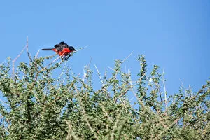 Images Dated 31st January 2017: The crimson-breasted shrike or the crimson-breasted gonolek, is a southern African bird