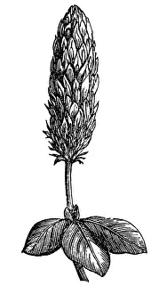 Organic Gallery: Crimson Clover