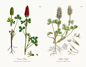 Images Dated 11th December 2017: Crimson Clover, Trifolium eu-incarnatum, Victorian Botanical Illustration, 1863