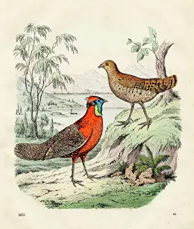 The crimson horned pheasant color plate illustration 1855
