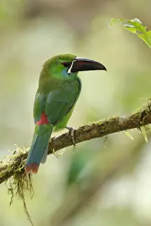 Tropical Bird Prints: Crimson-rumped Toucanet (Aulacorhynchus haematopygus)